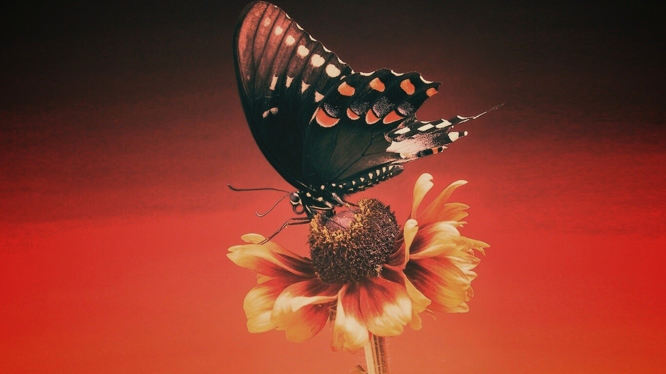 Бабочка на цветке обои