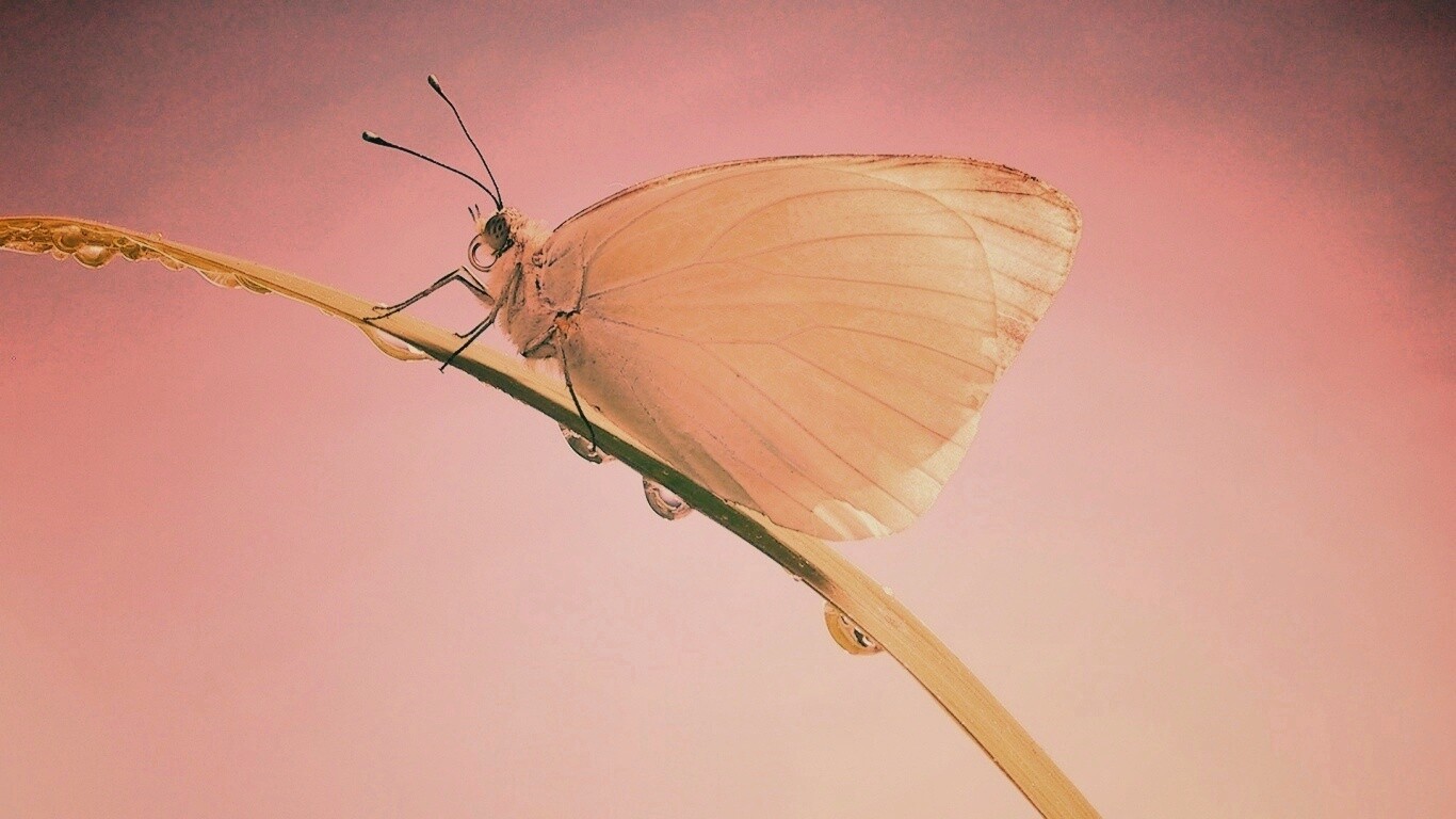 Жёлтая бабочка на стебельке обои