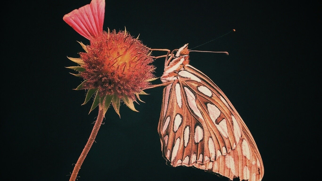 Бабочка на цветке обои