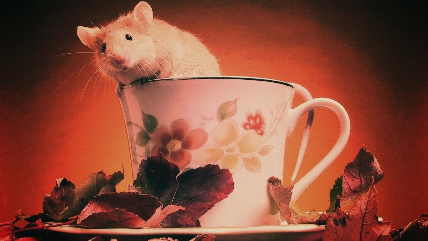 Мышонок выбирается из чашки обои
