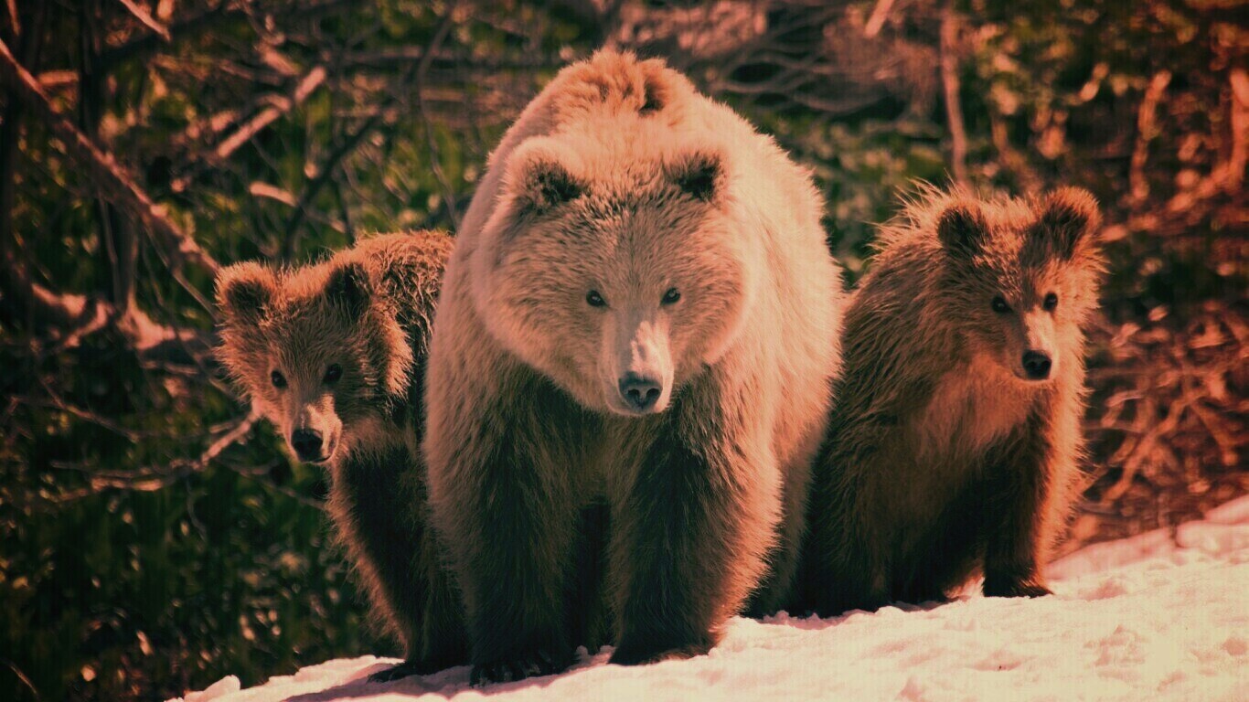 Три медведя обои