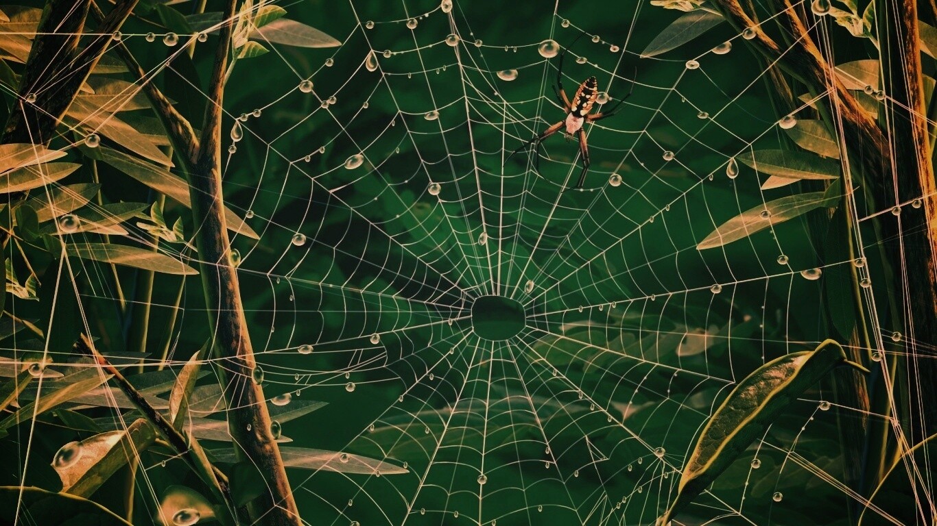 Паутина и паук обои