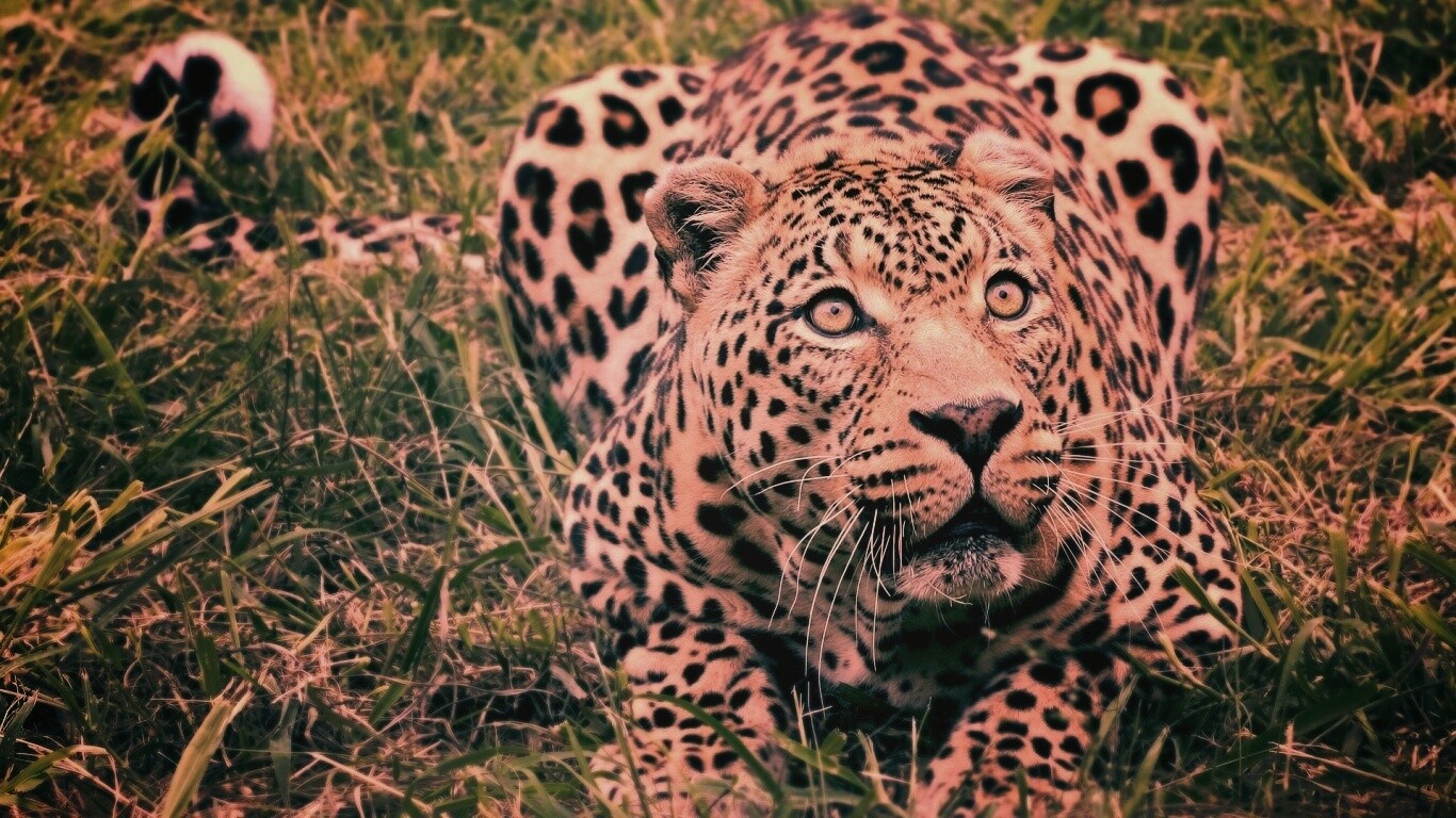 Приготовился прыгать обои