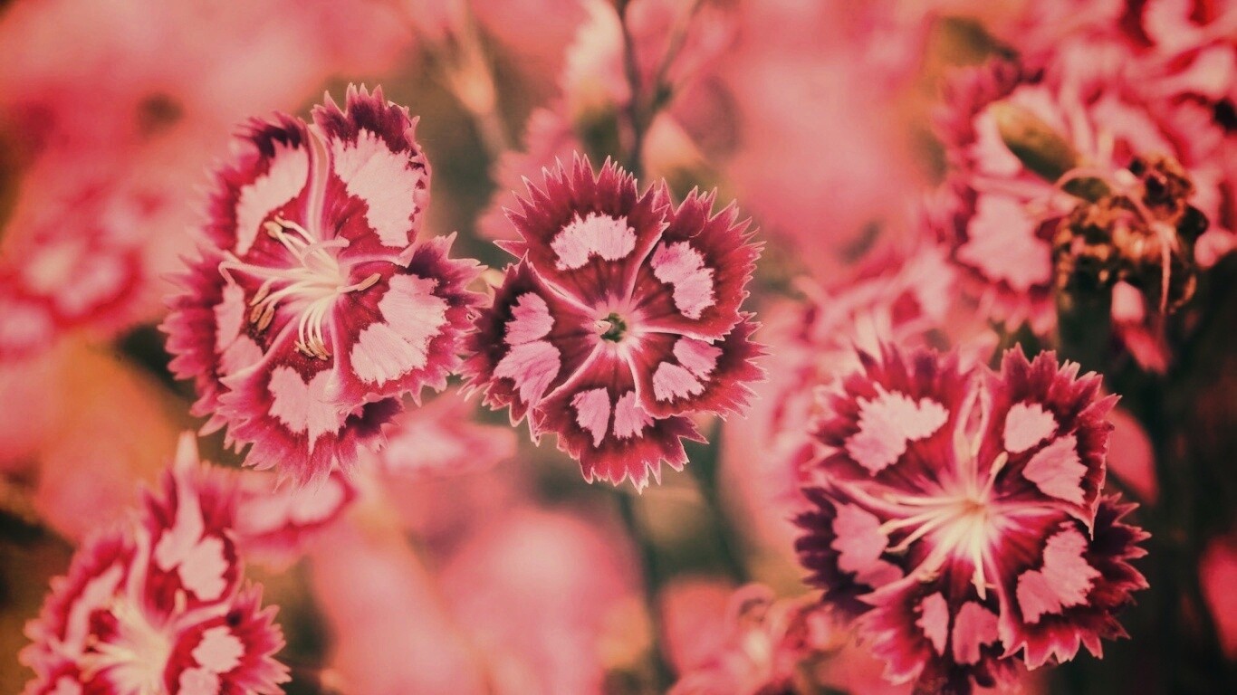 Неизвестные науке цветы обои