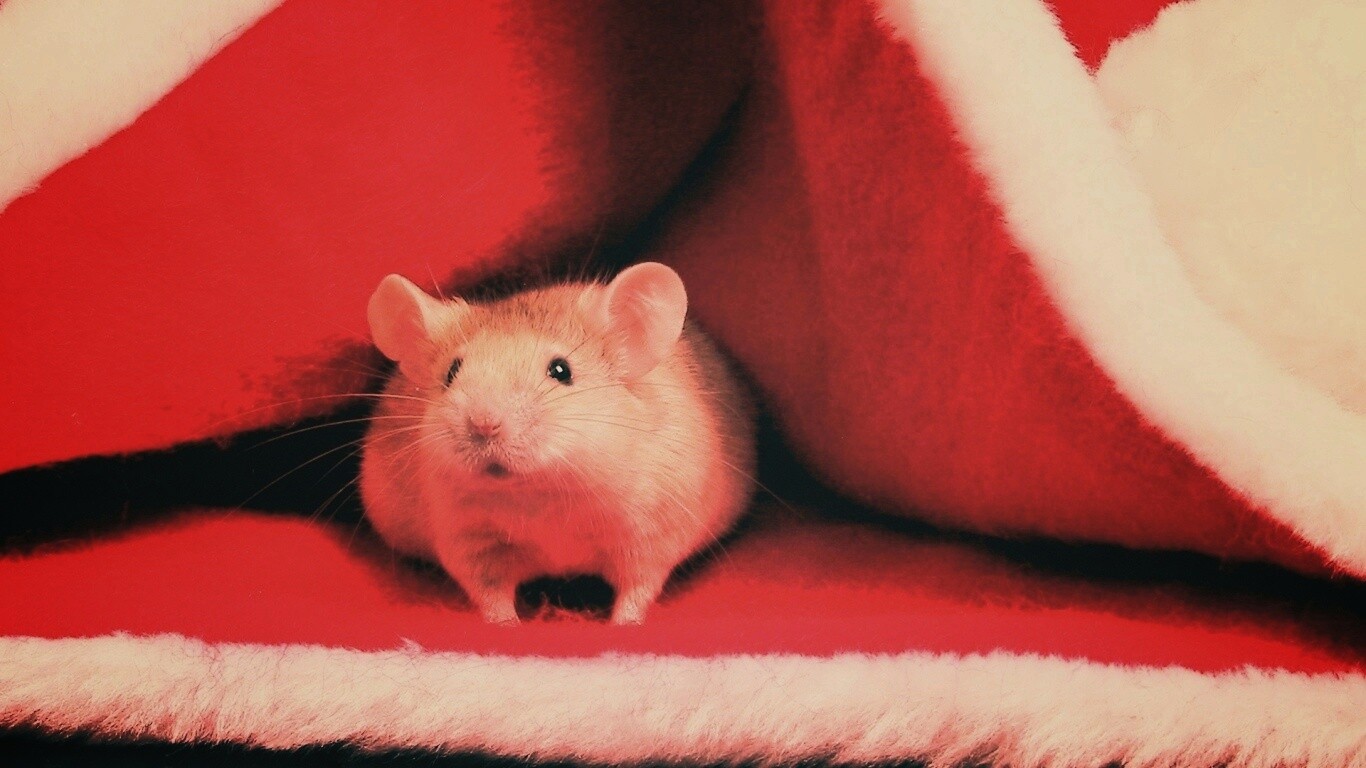 Толстый новогодний мышонок обои