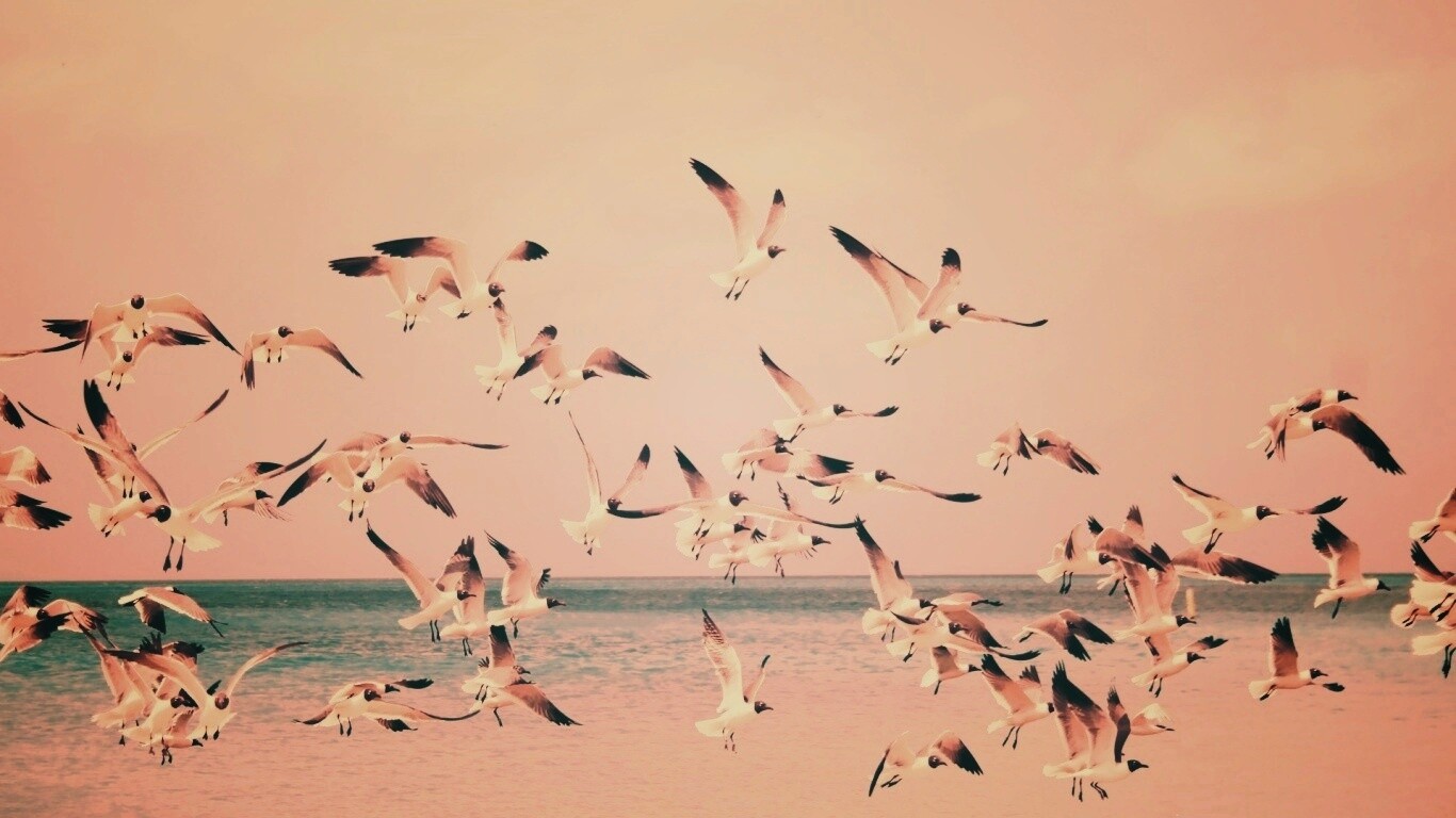 Стая взлетающих чаек обои