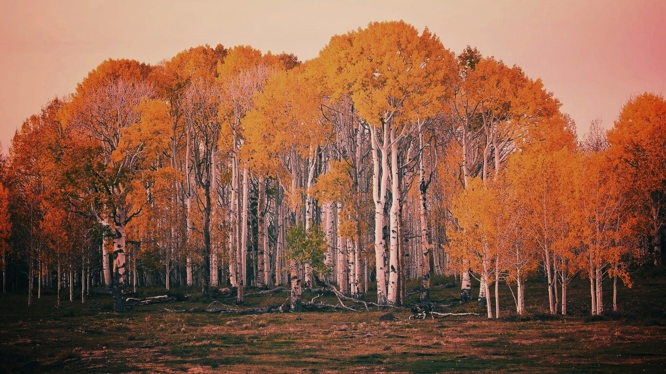 Пожелтевшая березовая роща обои