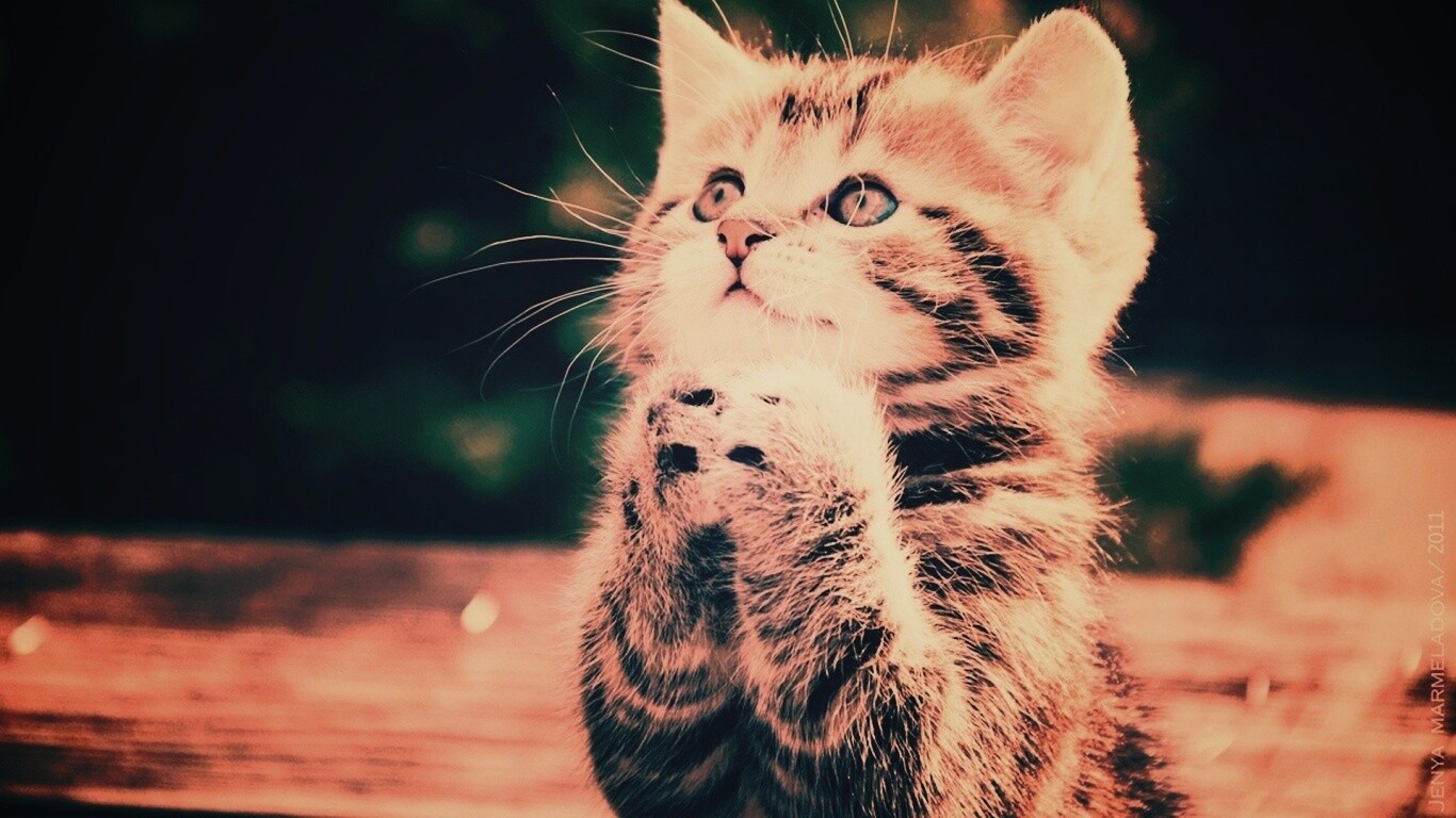 Непередаваемо прелестный котенок сложил лапки обои