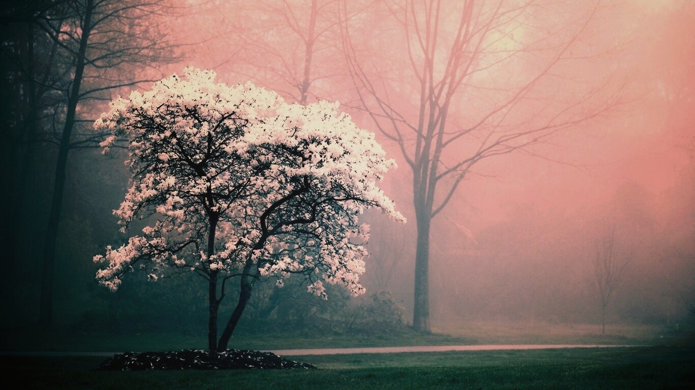 Цветущее дерево обои