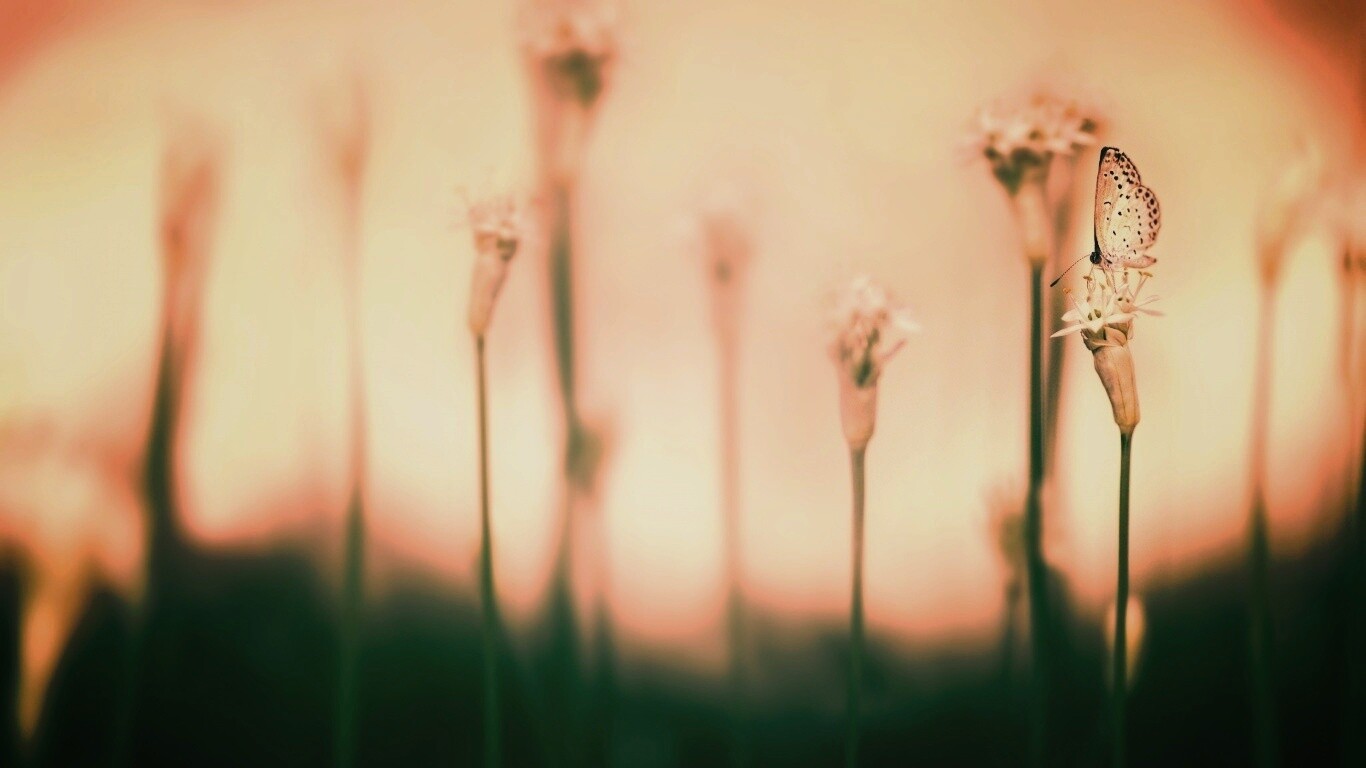 Бабочка на цветке обои