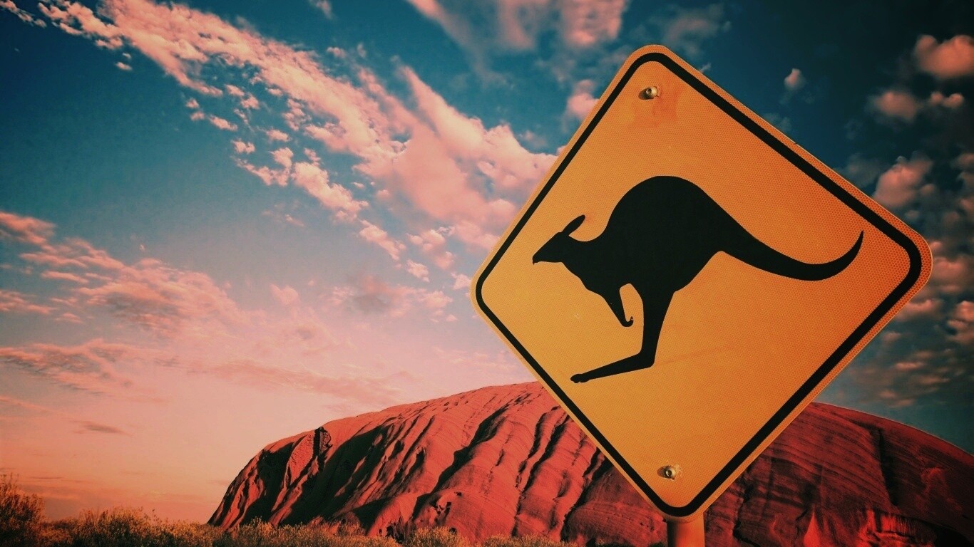 Осторожно, кенгуру! обои