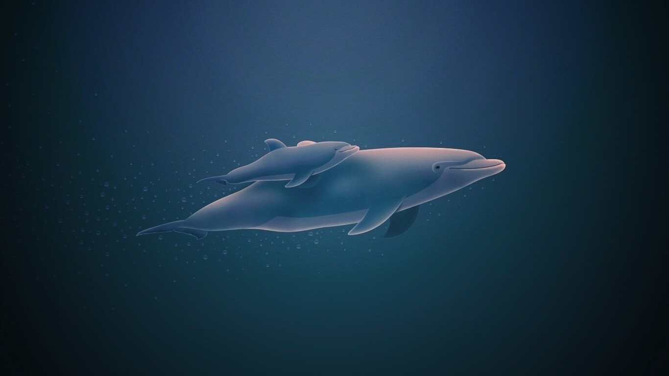 Дельфин и дельфиненок обои