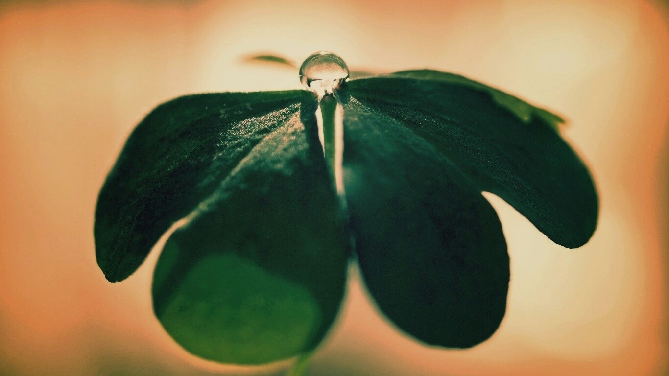 Зеленые листики и капелька воды обои