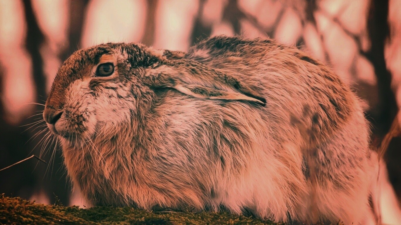 Нахохлившийся заяц-русак обои
