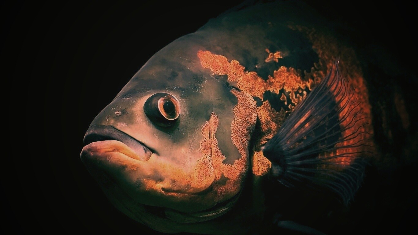 Глубоководный окунь обои