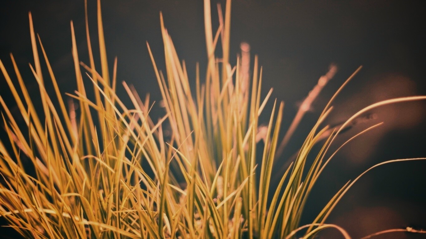 Пучок травы обои