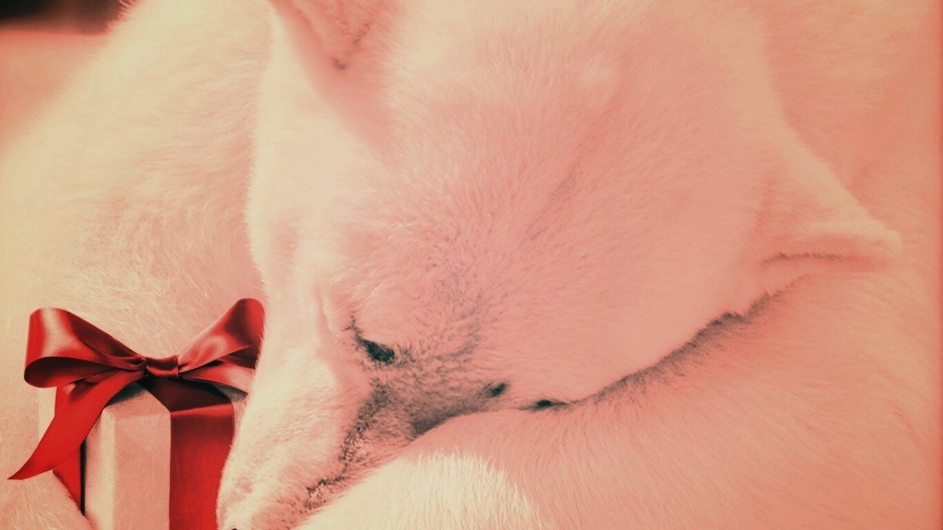 Белый мишка с подарком обои