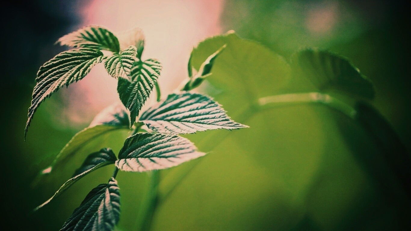 Листья малины обои