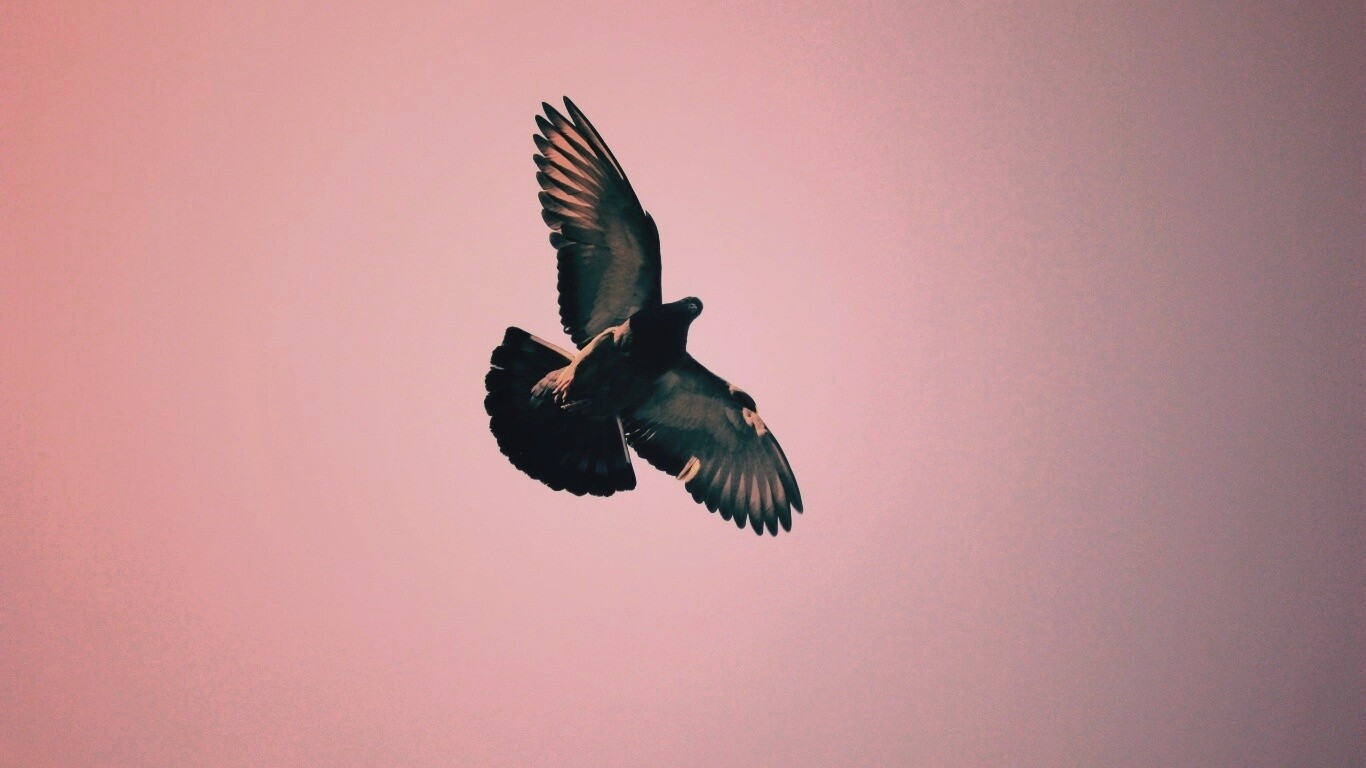 Голубь в полёте обои