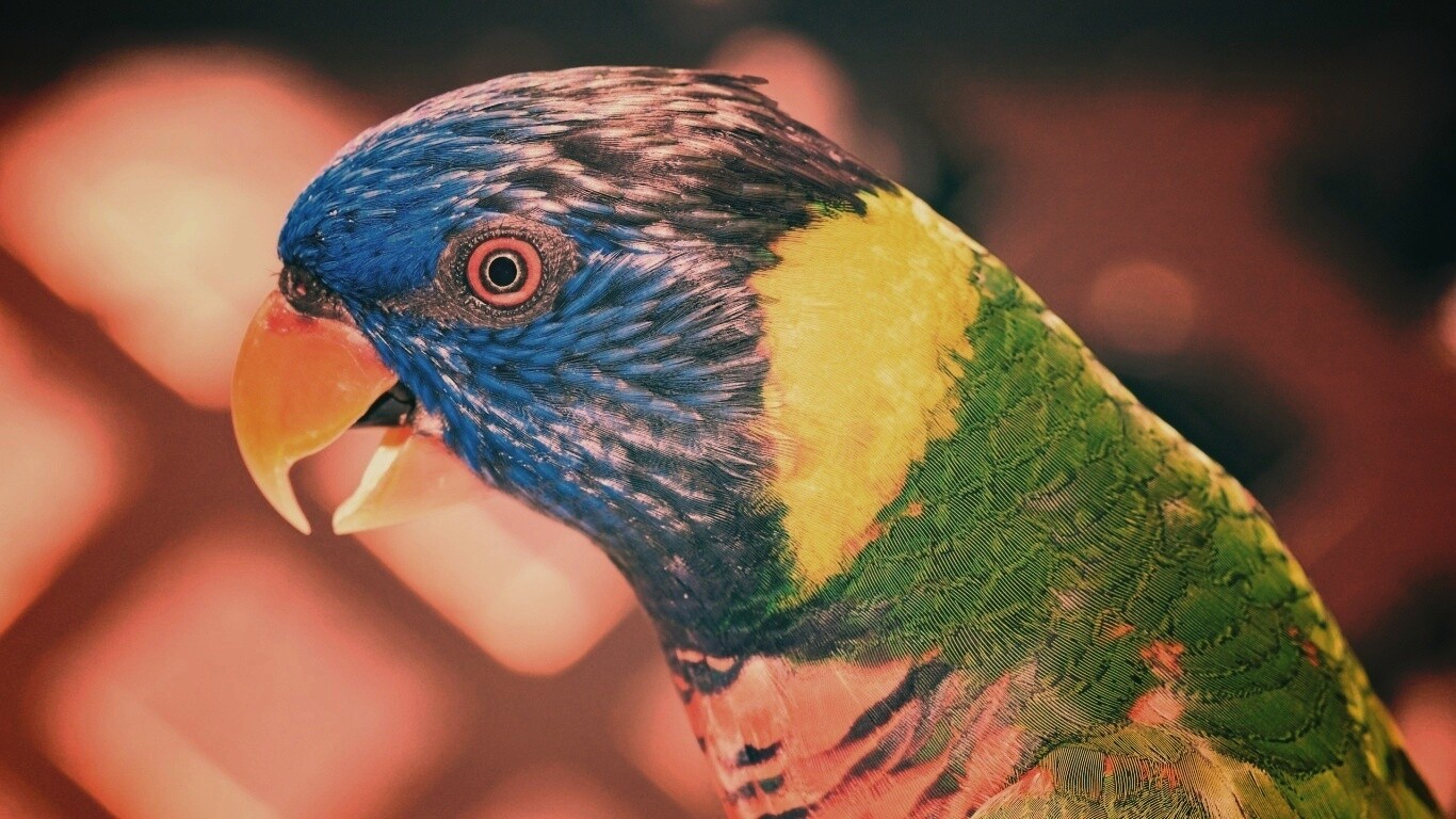 Красноглазйы попугай обои