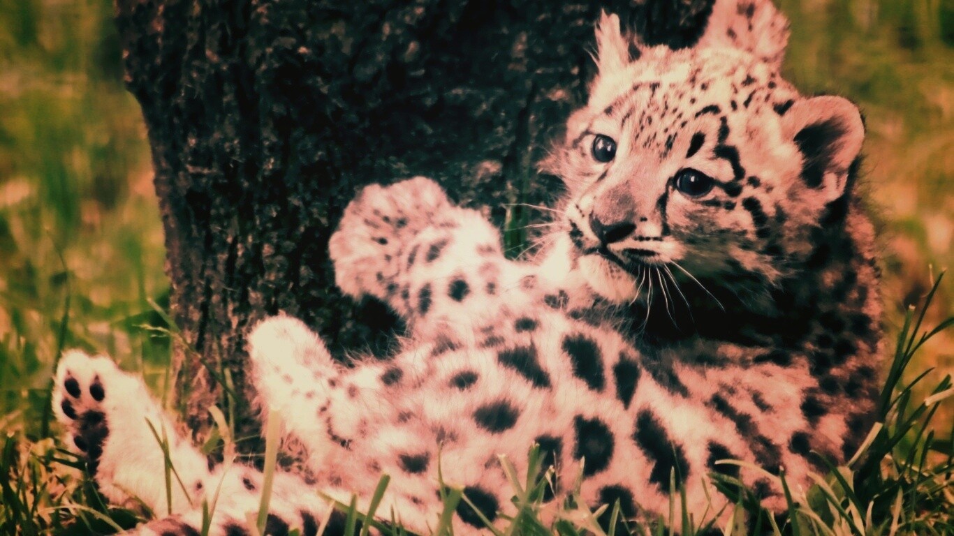 Котенок большой дикой кошки обои