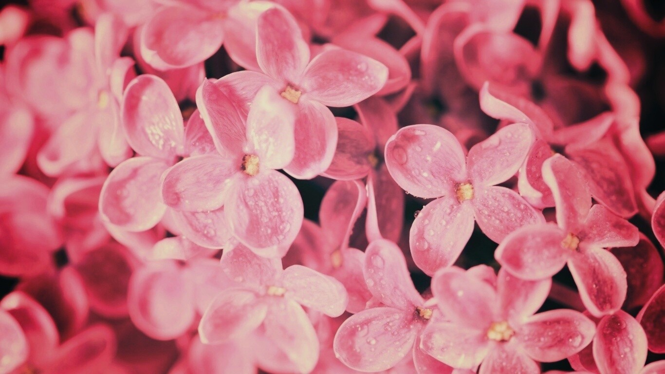 Цветы сирени обои