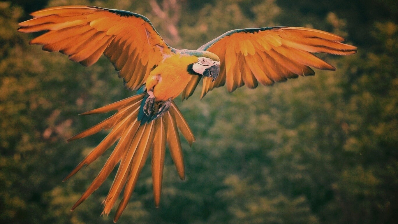 Летящий попугай обои