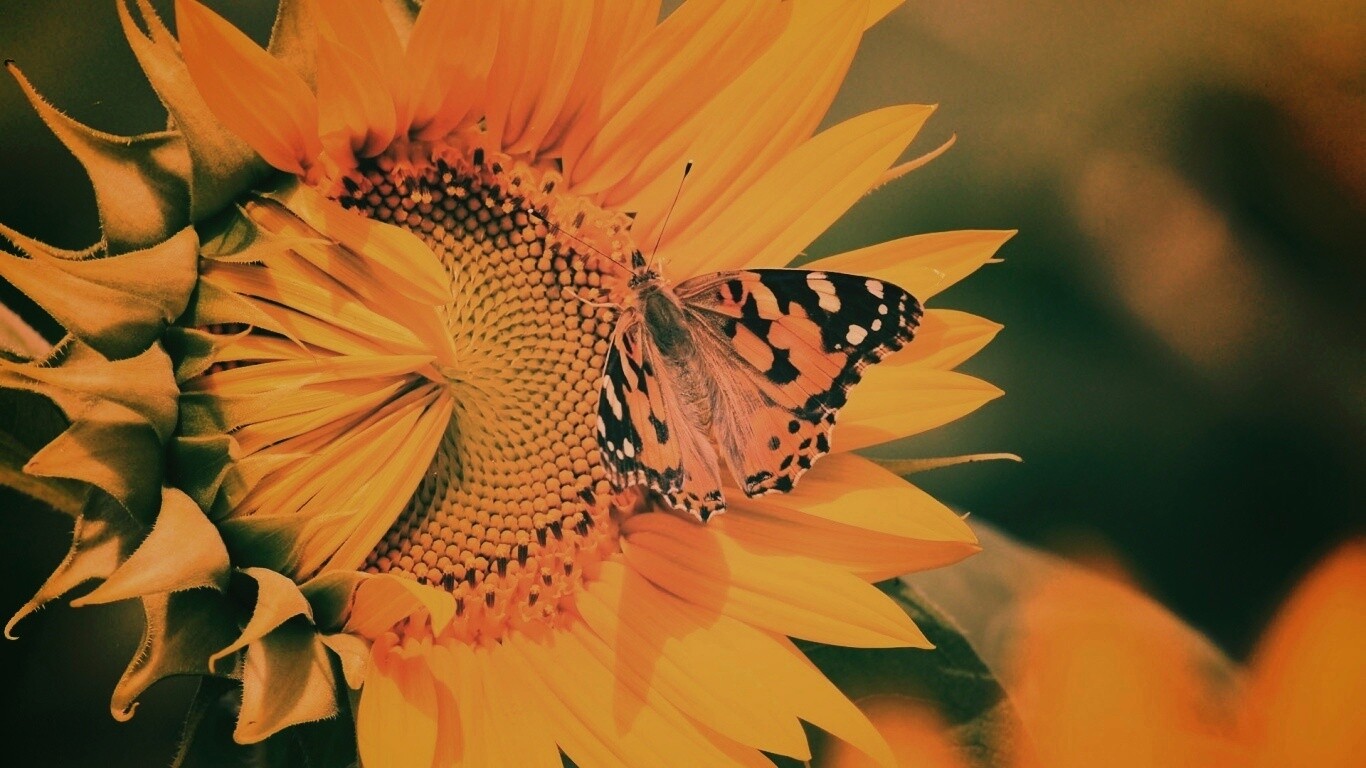 Бабочка на подсолнухе обои