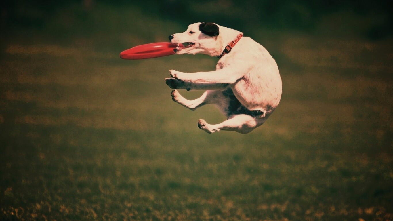 Ловкач обои