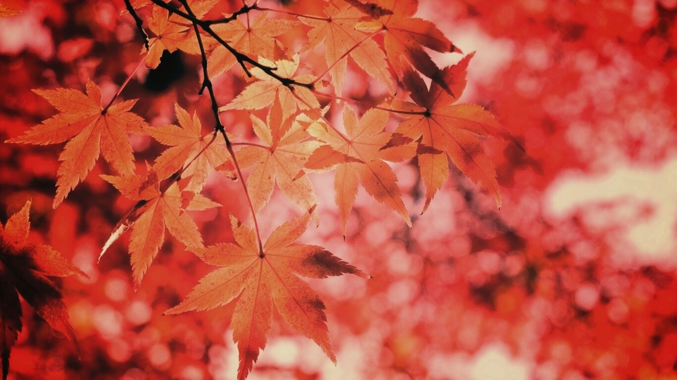 Осенние листья обои