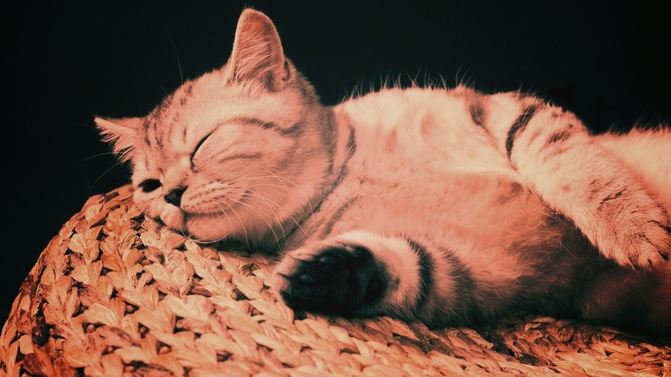 Пушистый кот спит на корзине обои