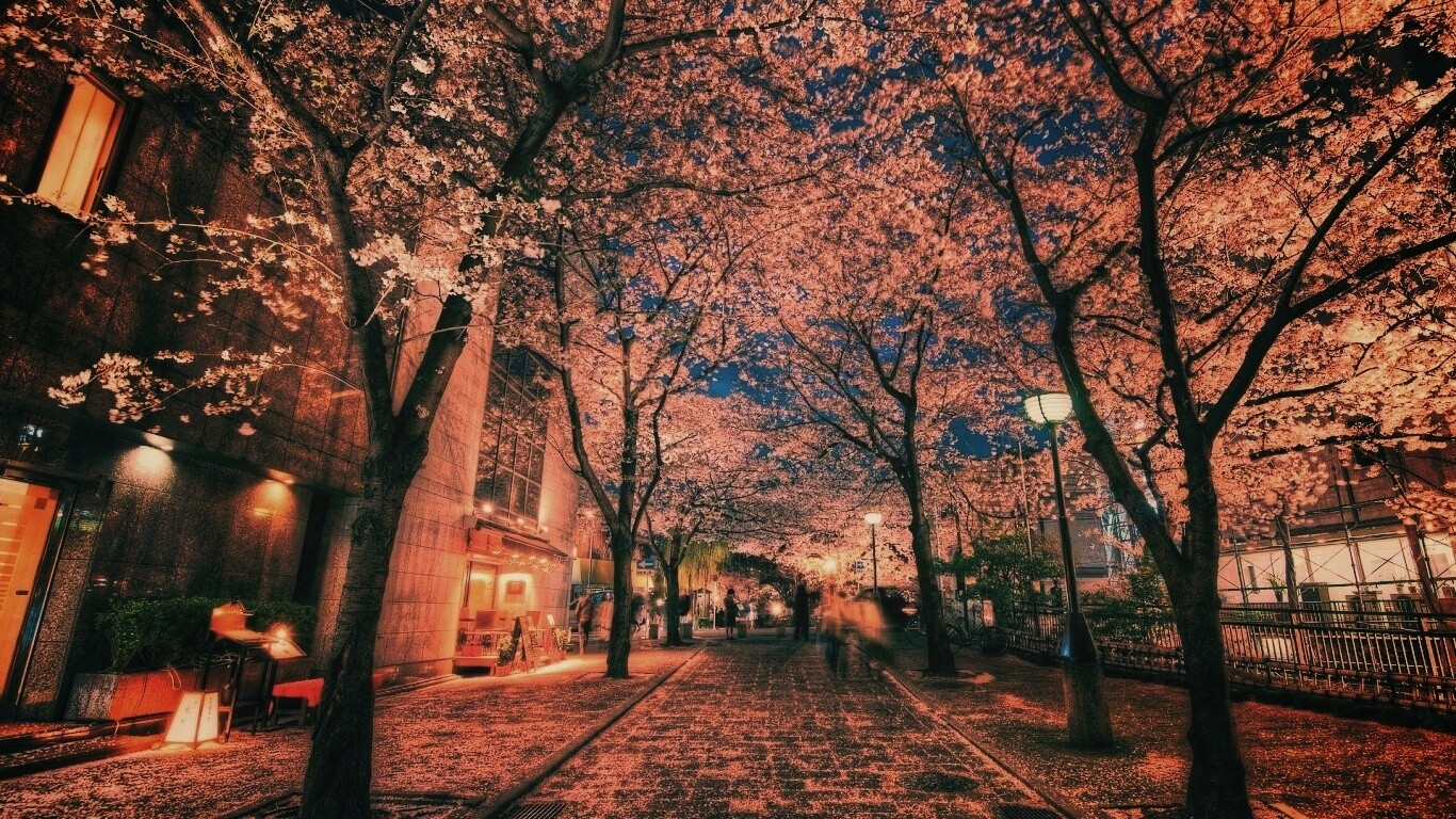 Аллея лепестков обои