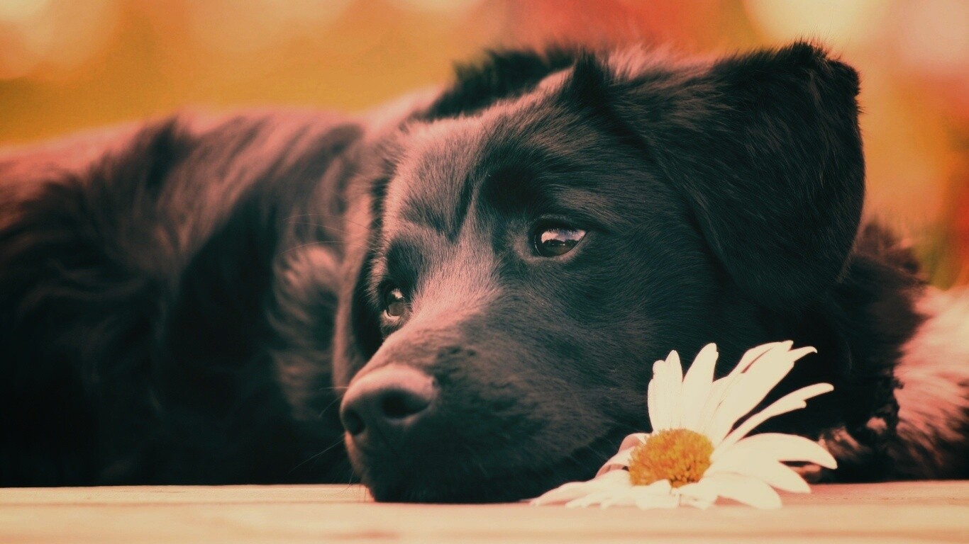 Собака с ромашкой обои