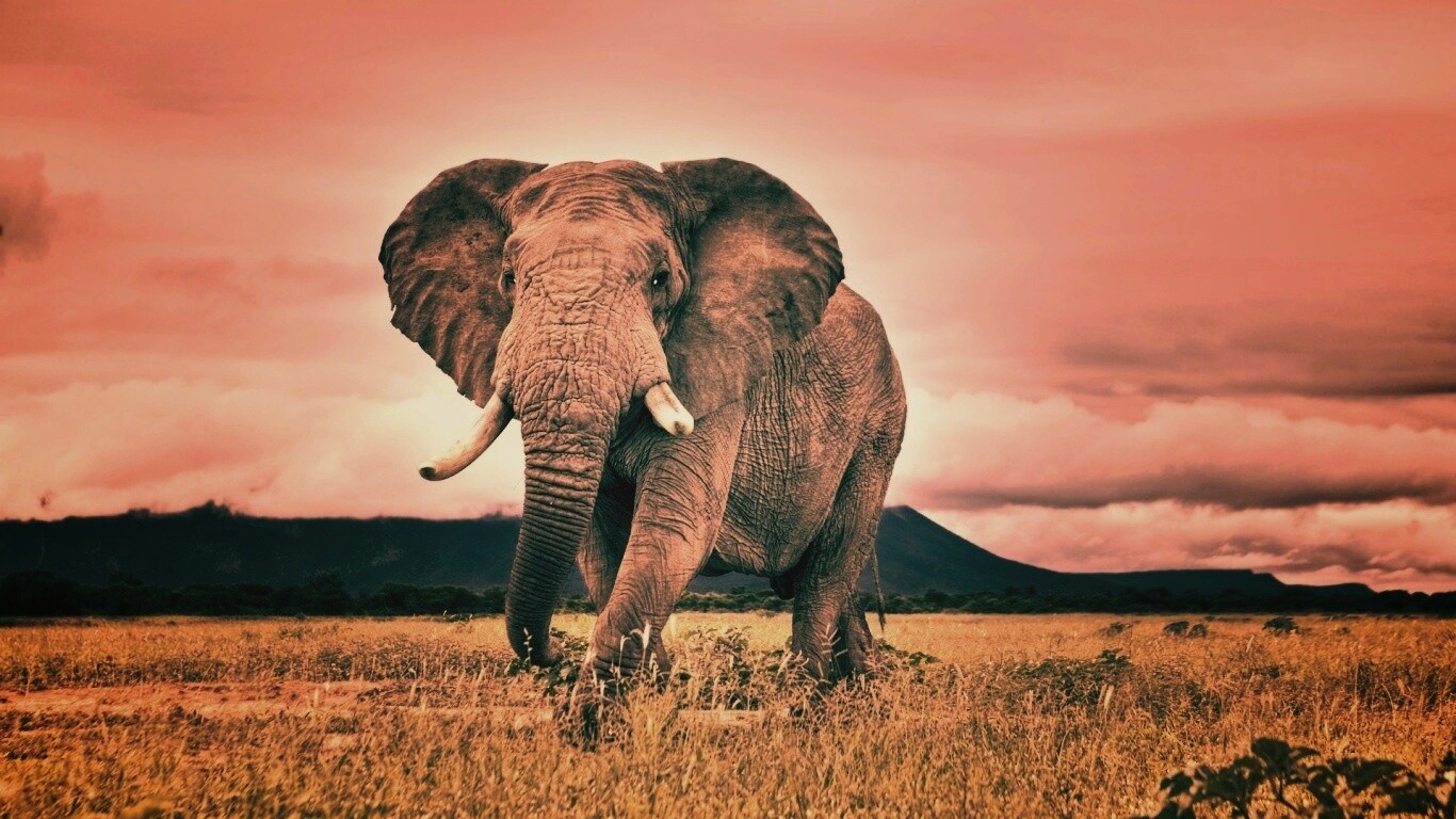 Слон на прогулке обои