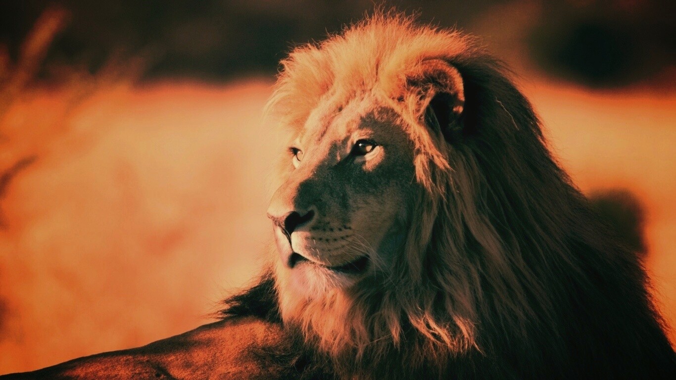 Царь зверей обои
