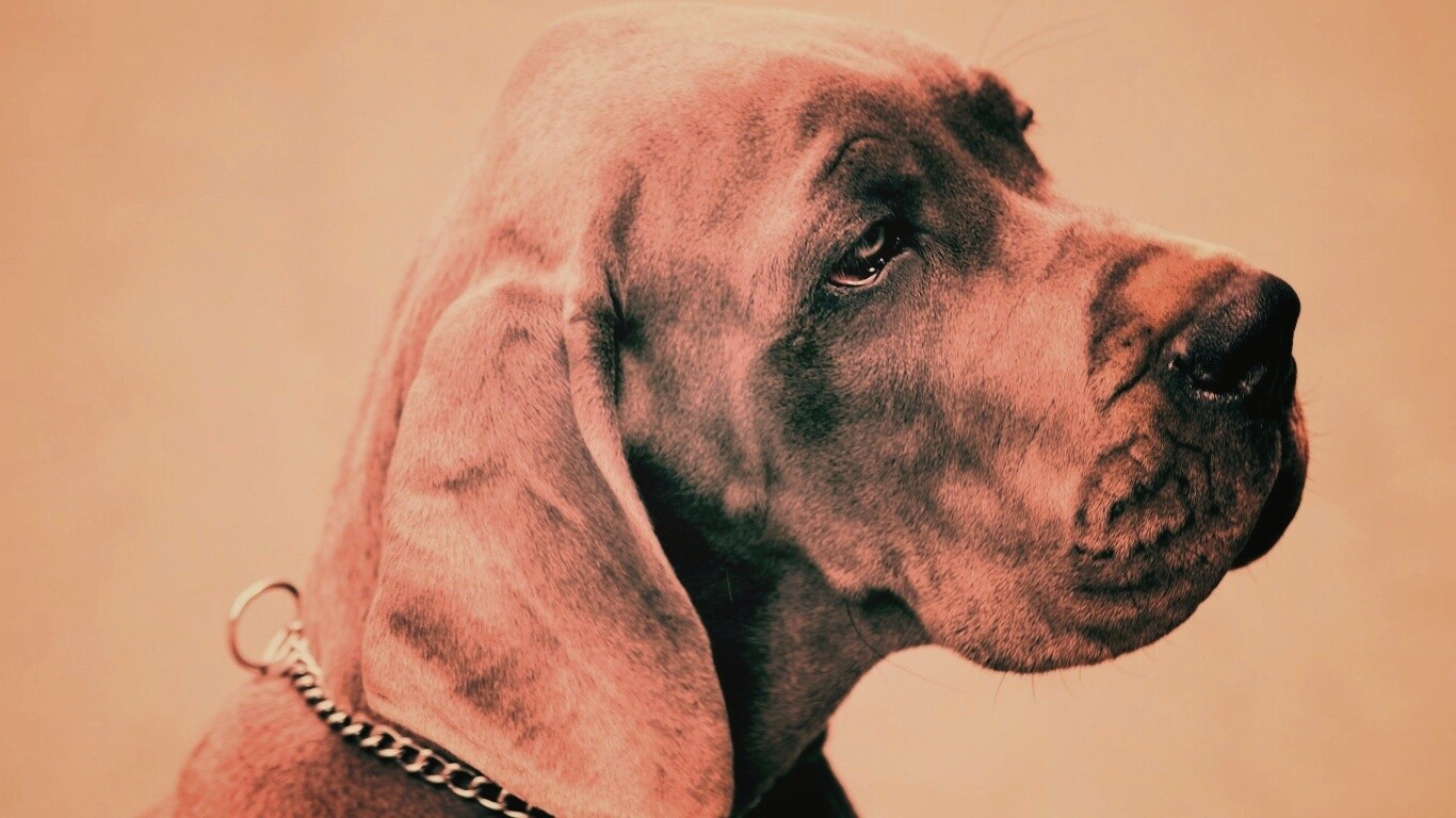 Грустная собака обои