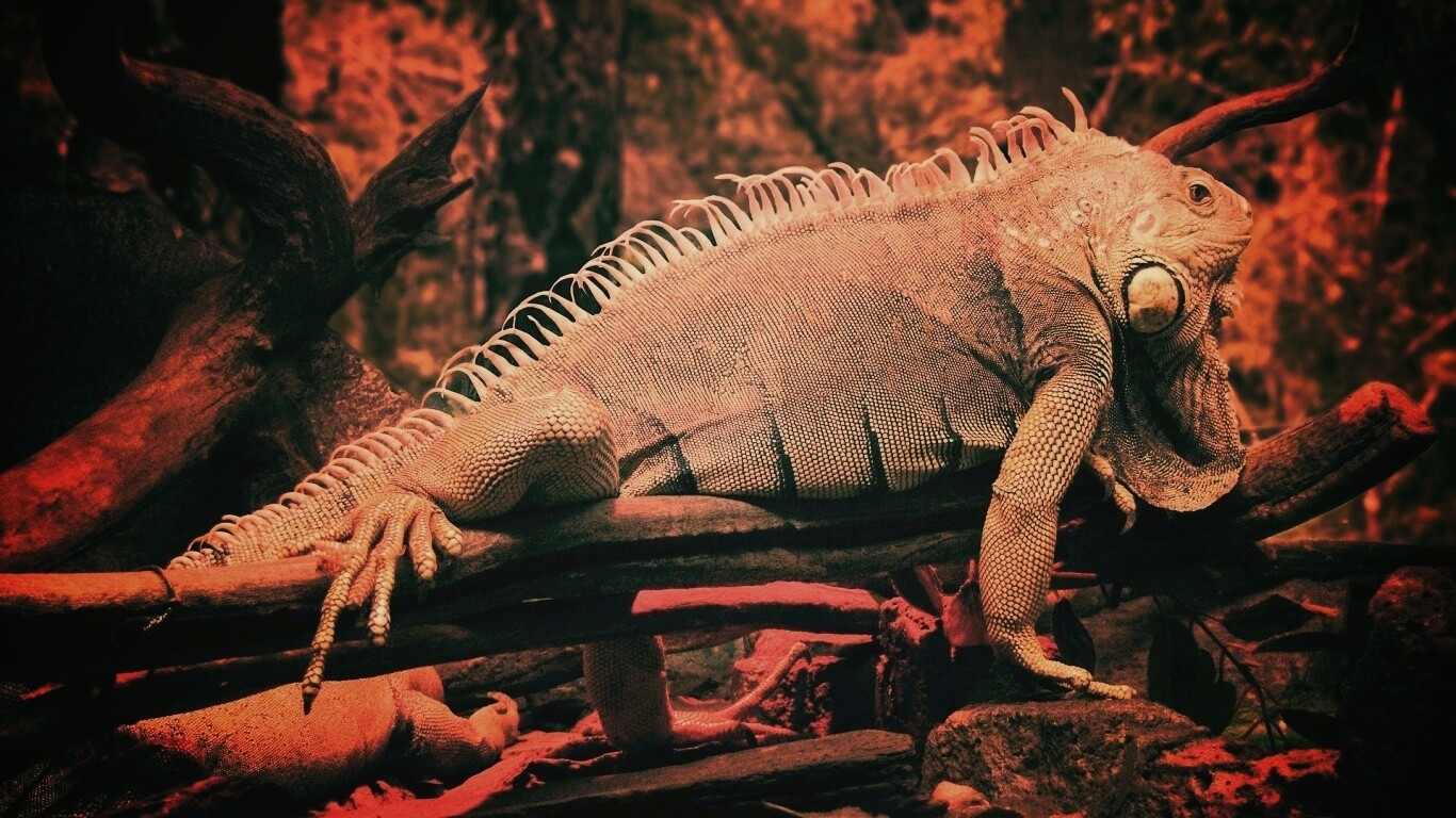 Большая игуана обои