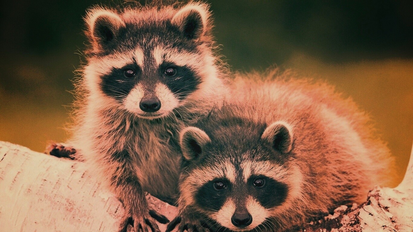 Полосатики обои