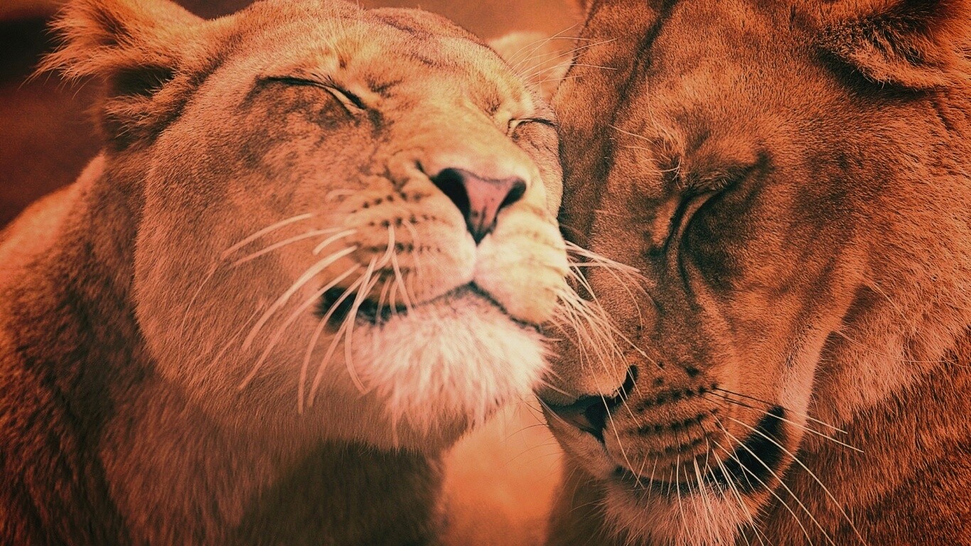 Нежные львы обои