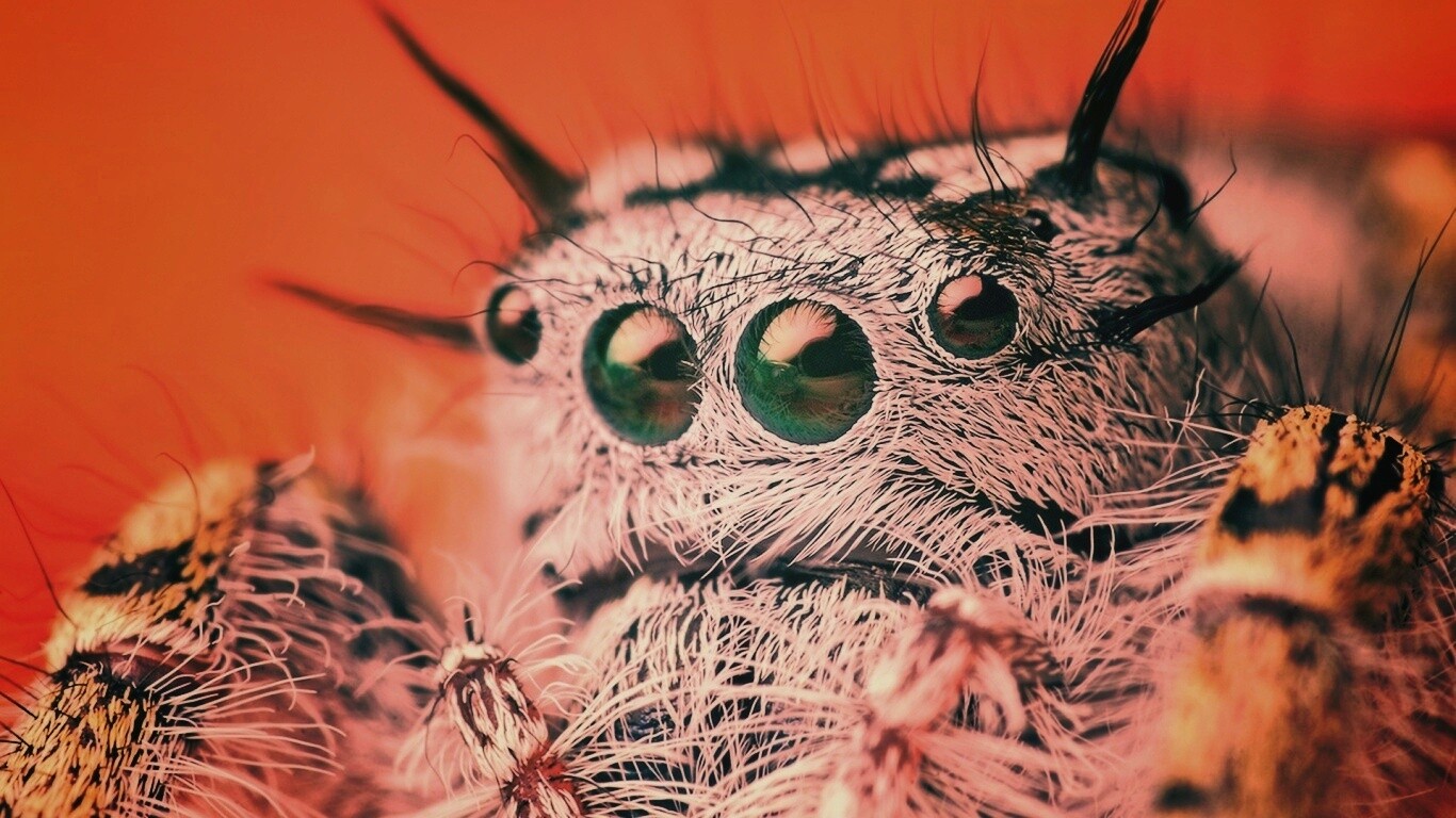 Паук в макро обои
