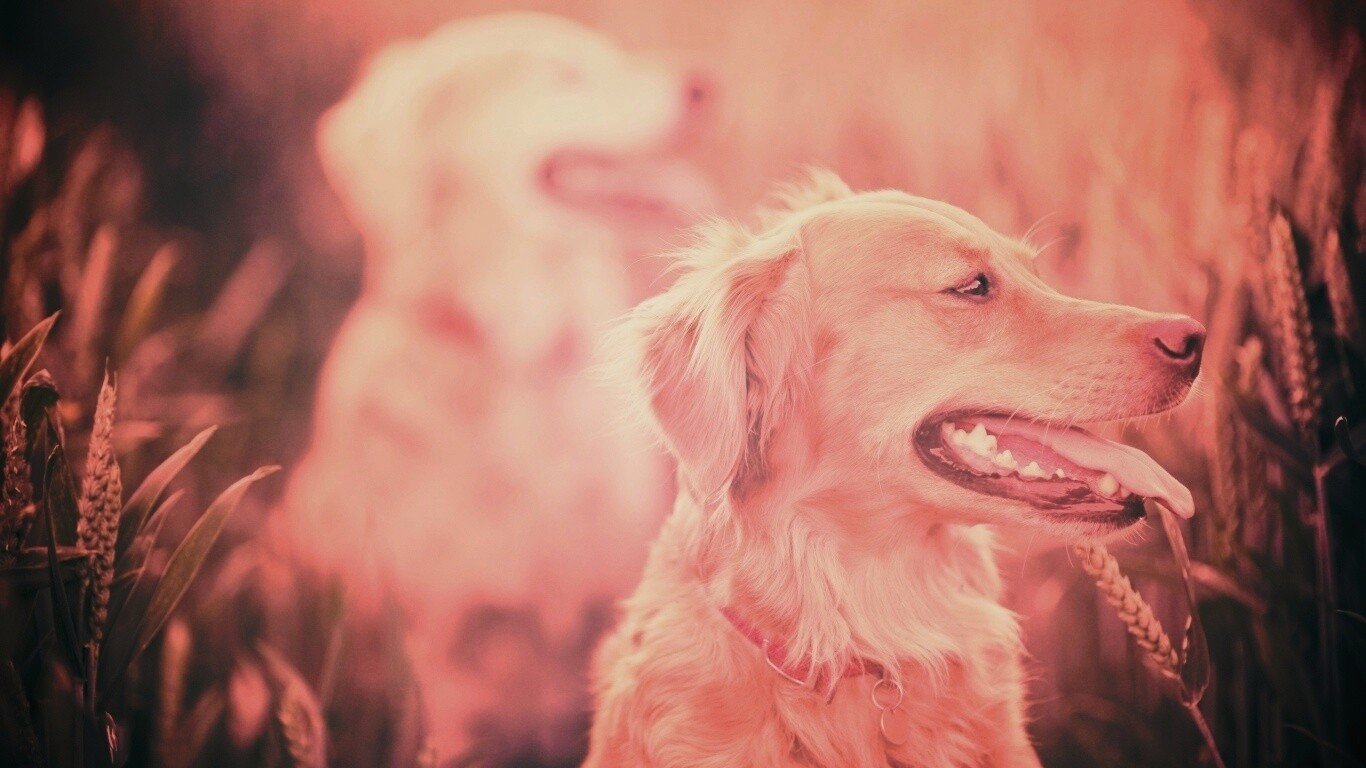 Собаки обои