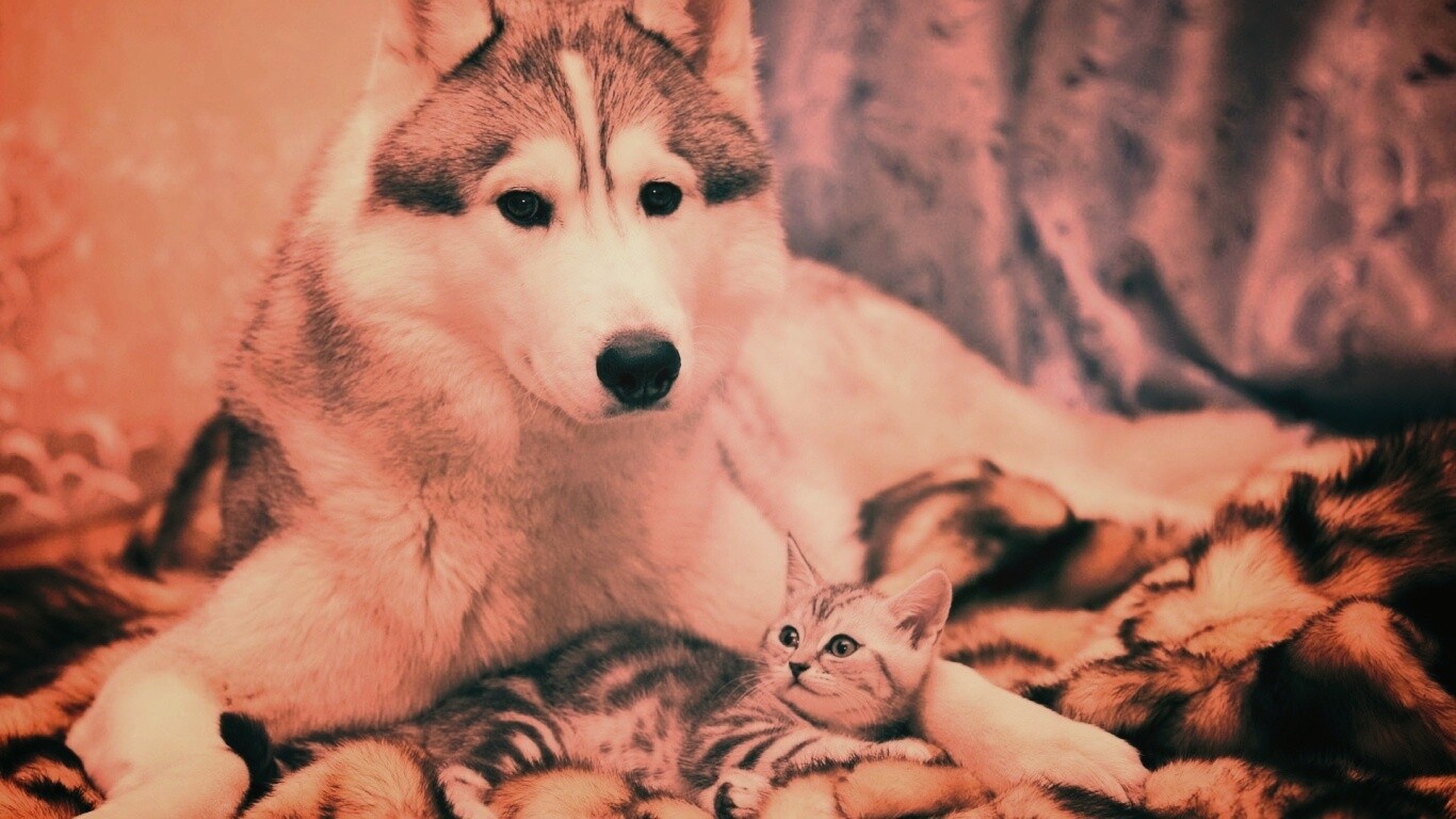 Собака и котенок обои