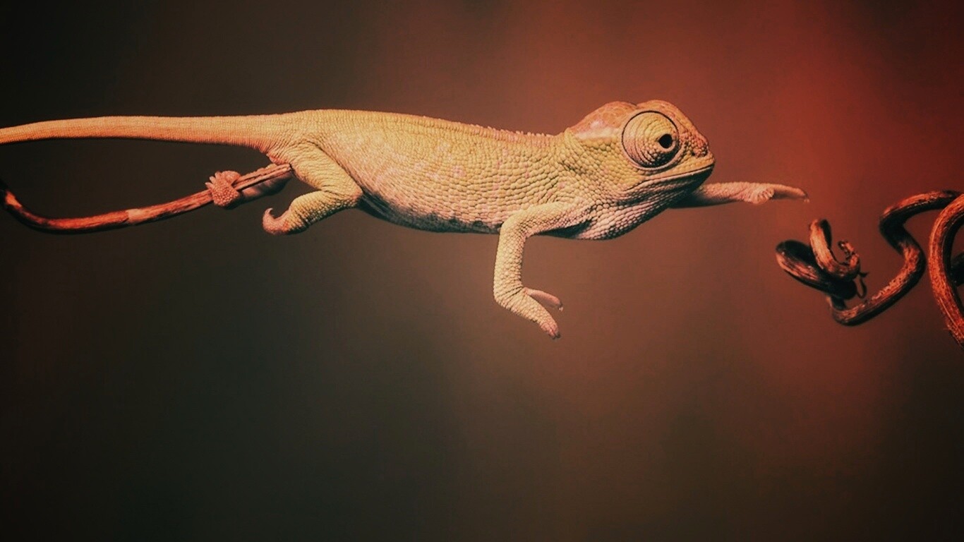 Ящерка тянется к ветке обои