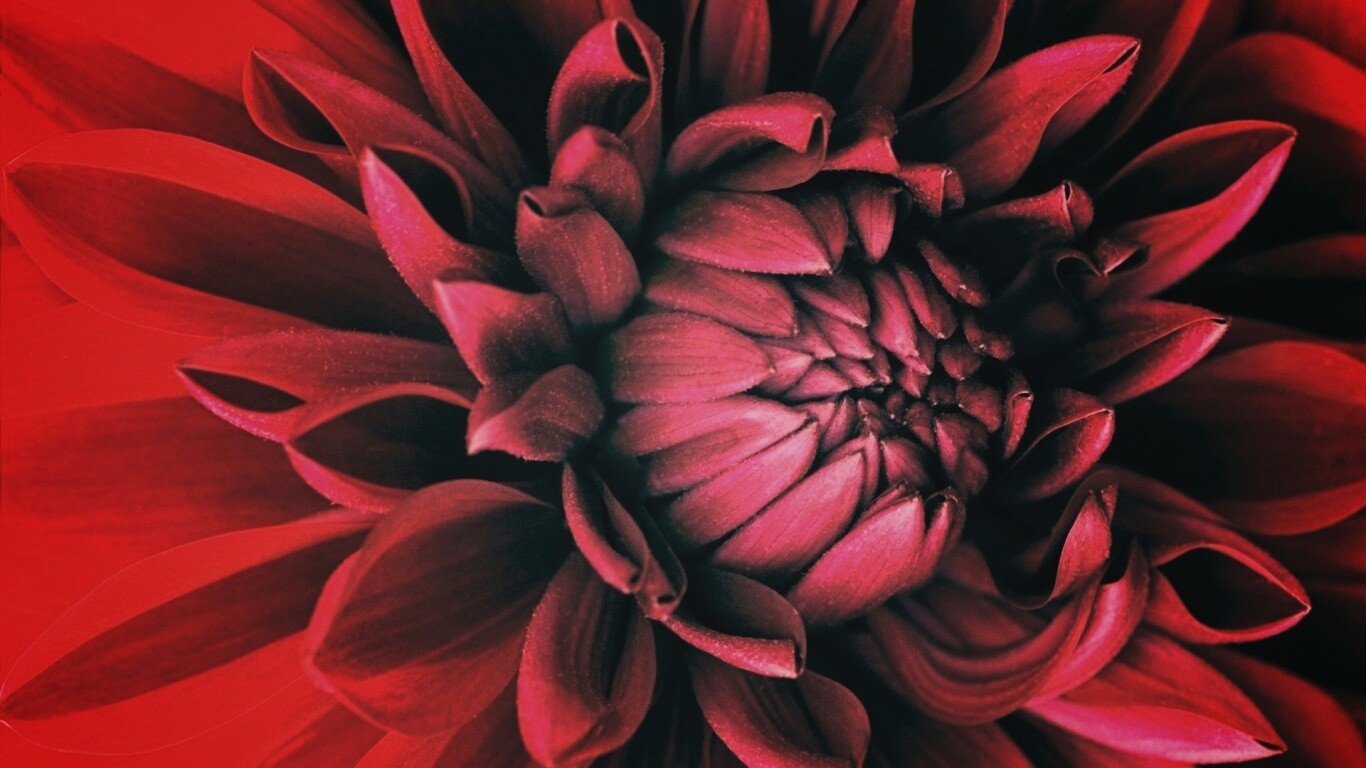 Цветок обои