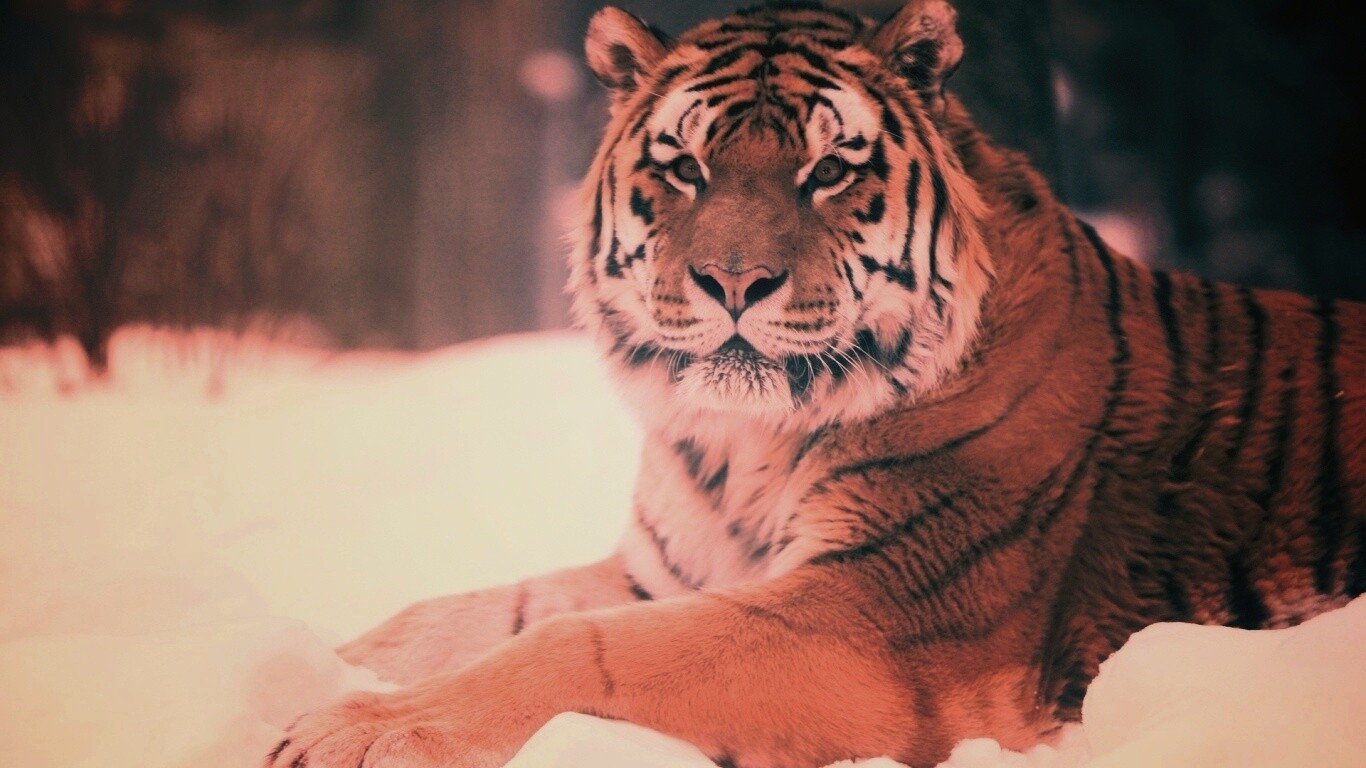 Тигр в снегу обои
