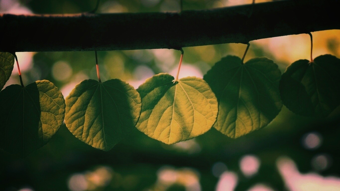 Ветка с зелеными листочками обои