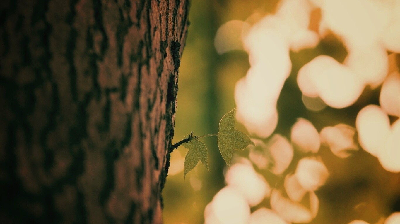 Листок на стволе дерева обои