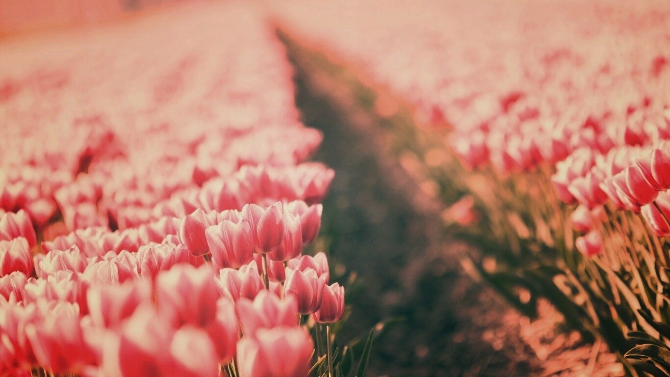 Тропинка в поле розовых тюльпанов обои