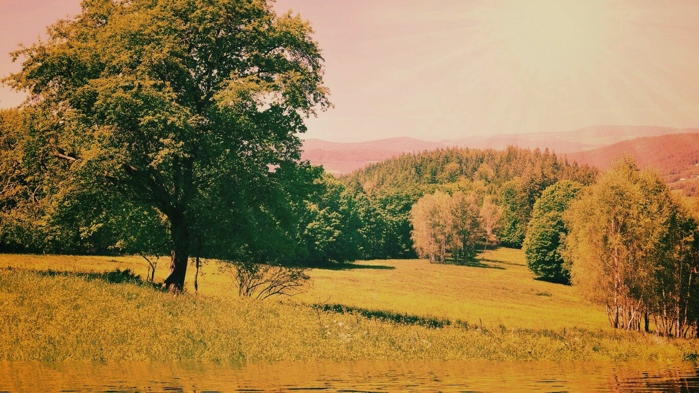 Дерево у воды обои