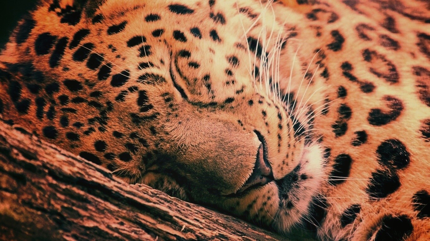 Спящий хищник обои